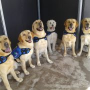 tax relief assistance dogs